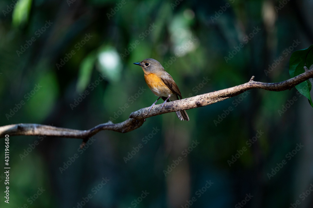 Fototapeta premium Hill Blue Flycatcher