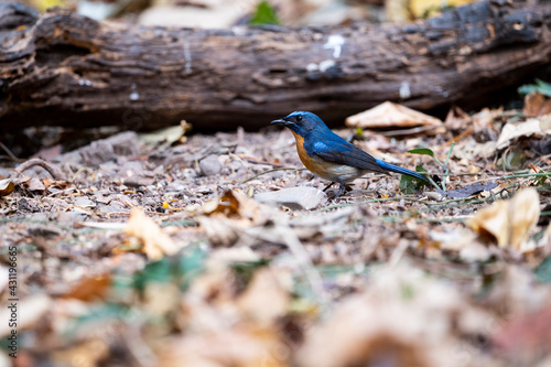 Male Hill Blue Flycatcher © pichaitun
