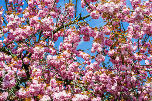 pink flowers are blooming on trees © EwaStudio