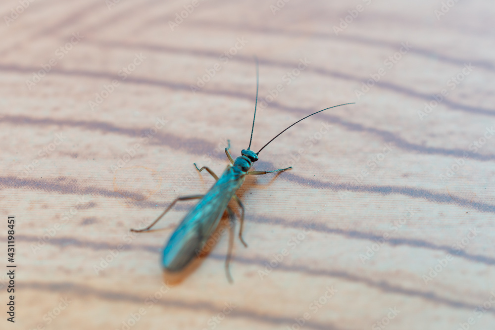 Beetle with wings and long mustache. Beetle with wings and long mustache.