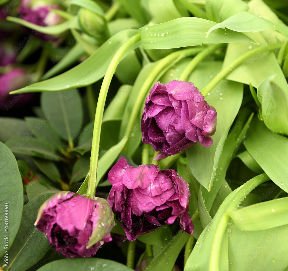 Tulip Double Negrita, large, double blossoms, rich dark purple Tulip Double Negrita, large, double blossoms, rich dark purple