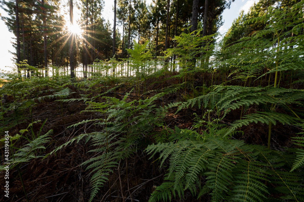 Fototapeta premium Sunbeams coming through the canopy of a pine tree forest plantation casting light on the undergrowth