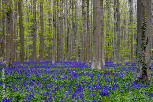 Hallerbos (English: Hallerbos) with the giant Sequoia trees and a carpet full of purple blooming bluebells in springtime, turns the forest into a magical setting for a hike in nature. 