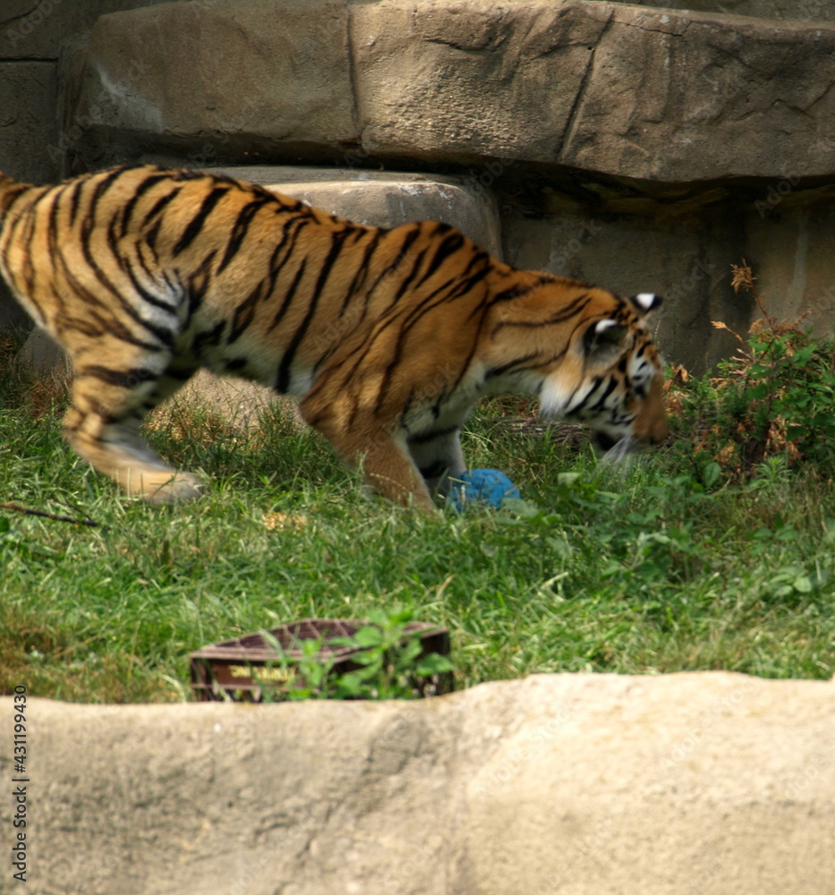 Obraz premium tiger in the zoo