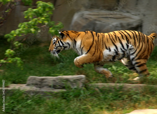 Tiger running