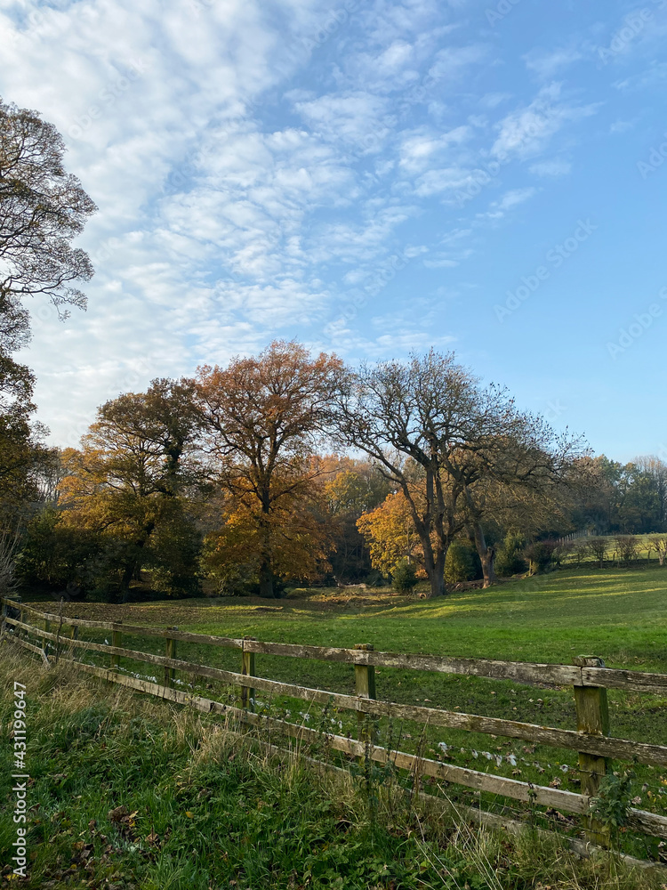 Tree line in a field behind a fence taken in rural County Durham on a clear autumn morning