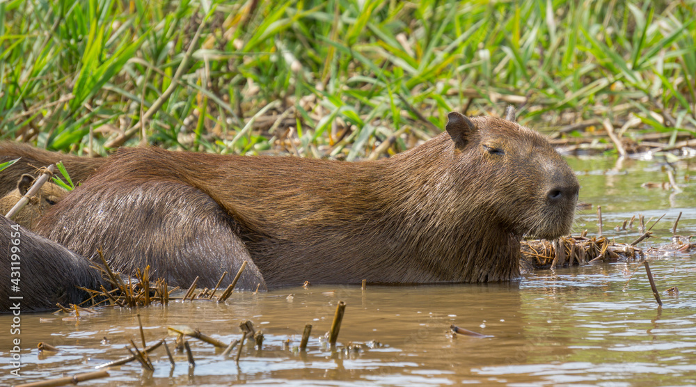 Capybara. Hydrochoerus hydrochaeris Capybara. Hydrochoerus hydrochaeris