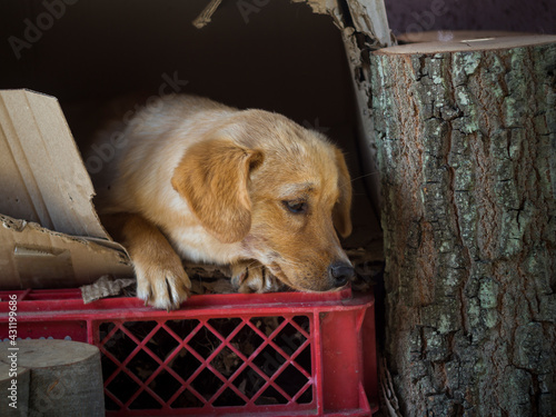 Wallpaper Mural Stray dog lies sad in a box in a side street. Torontodigital.ca