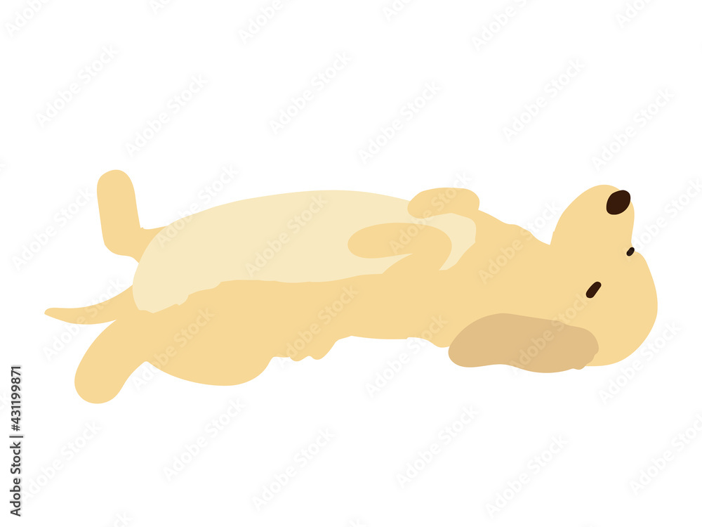 仰向けの犬 仰向けの犬