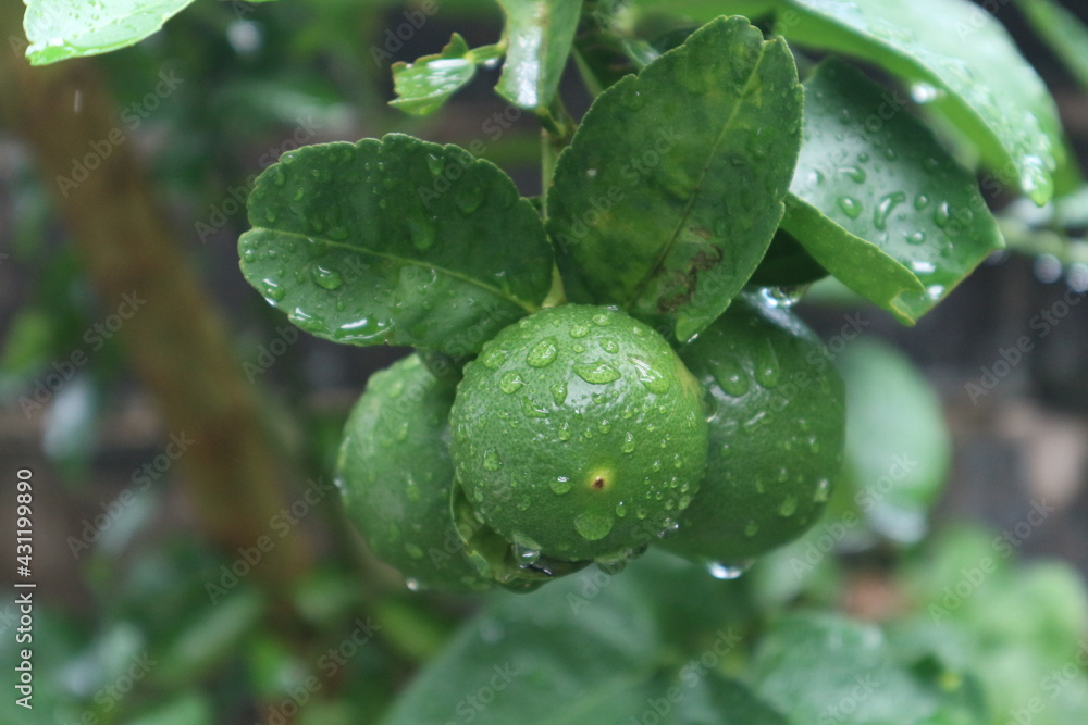 fresh natural lime or lemon fruit after rain season fresh natural lime or lemon fruit after rain season