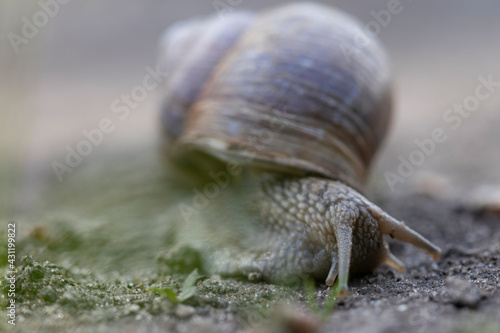 A large snail crawls the road in the forest.