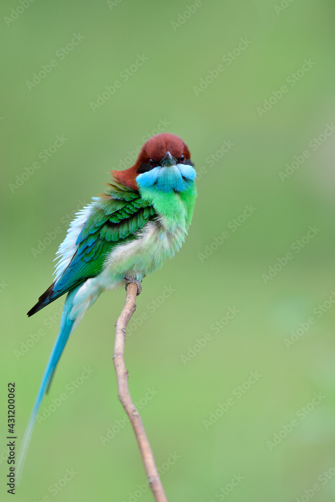 multiple colors bird with green, blue and red head perching on thin branch with puffy feathers, blue-throated bee-eater