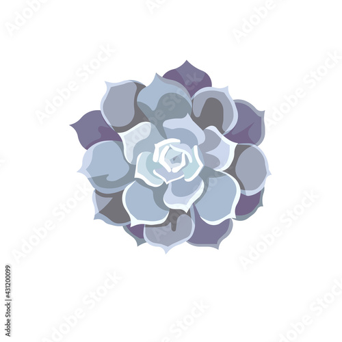 Blue leaved Echeveria Lilacina or Lola on white isolated background, isolated oil painted Succulent Echeveria in Flat design style, concept of Succulents, Window Gardening, Indoors and House Plants.