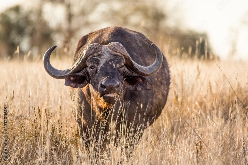 Obraz premium Wonderful portrait of Kenya buffalo. Tsavo West National Park. Kenya