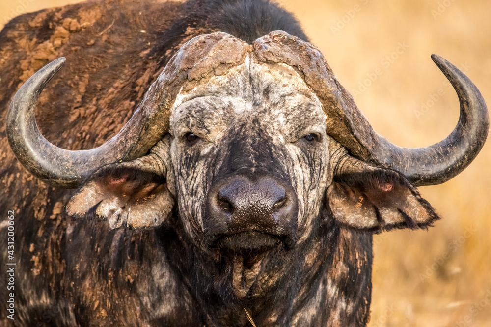 Naklejka premium Wonderful portrait of Kenya buffalo. Tsavo West National Park. Kenya