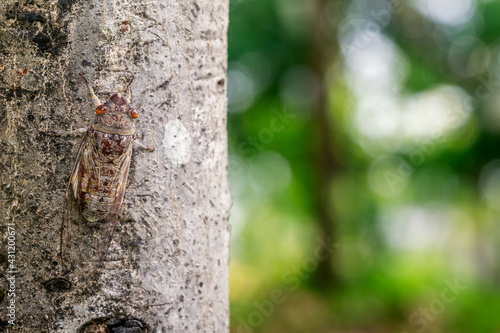 Cicada hanging on tree and blurred background
