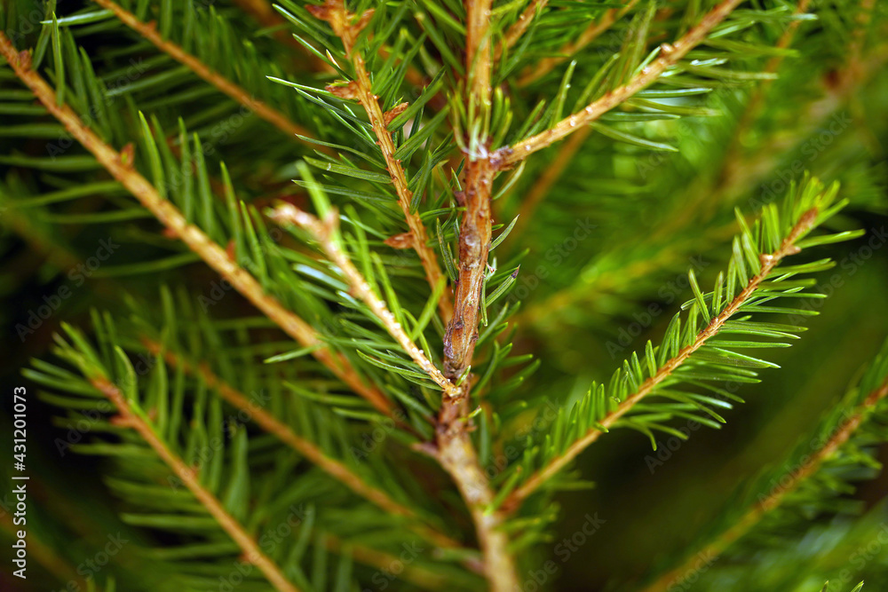 Green branch of spruce. Nature. Background of trees. Evergreen conifers. Wooden New Year Tree Christmas toys and flashlights on the Christmas tree close-up. Green background of coniferous trees. Green branch of spruce. Nature. Background of trees. Evergreen conifers. Wooden New Year Tree Christmas toys and flashlights on the Christmas tree close-up. Green background of coniferous trees.