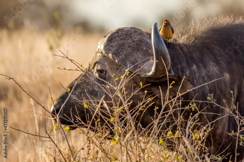 Wonderful portrait of Kenya buffalo with Yellow-Billed Oxpecker. Tsavo West National Park. Kenya