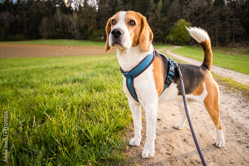 Dog portrait back lit background. Beagle on rural path