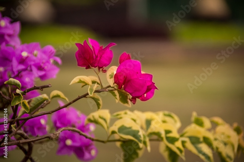 macro nature flower