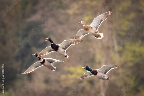 Valokuvatapetti flying ducks