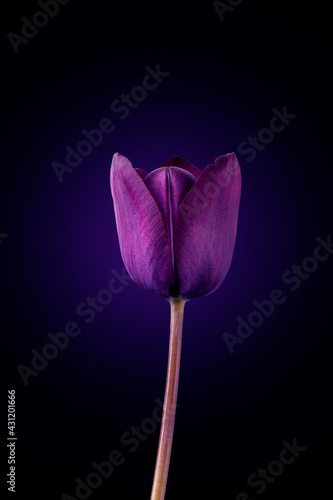 tulip of purple color. very elegant photo on a dark background.