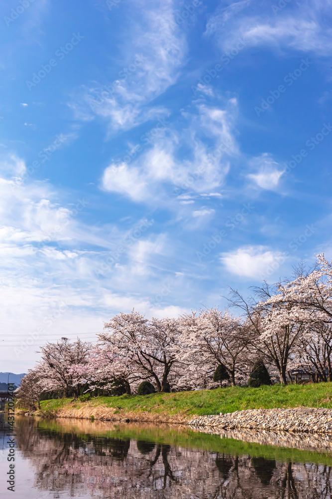 210406宮川緑地公園桜Z087
