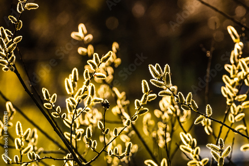 macro nature photography yellow plant 
