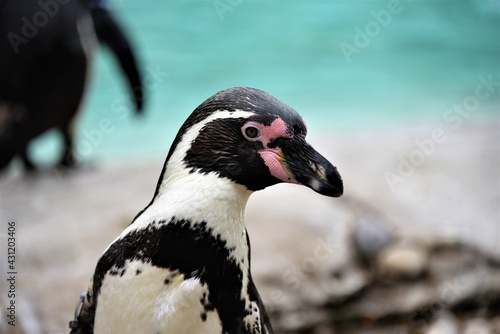 young humboldt penguin exploring