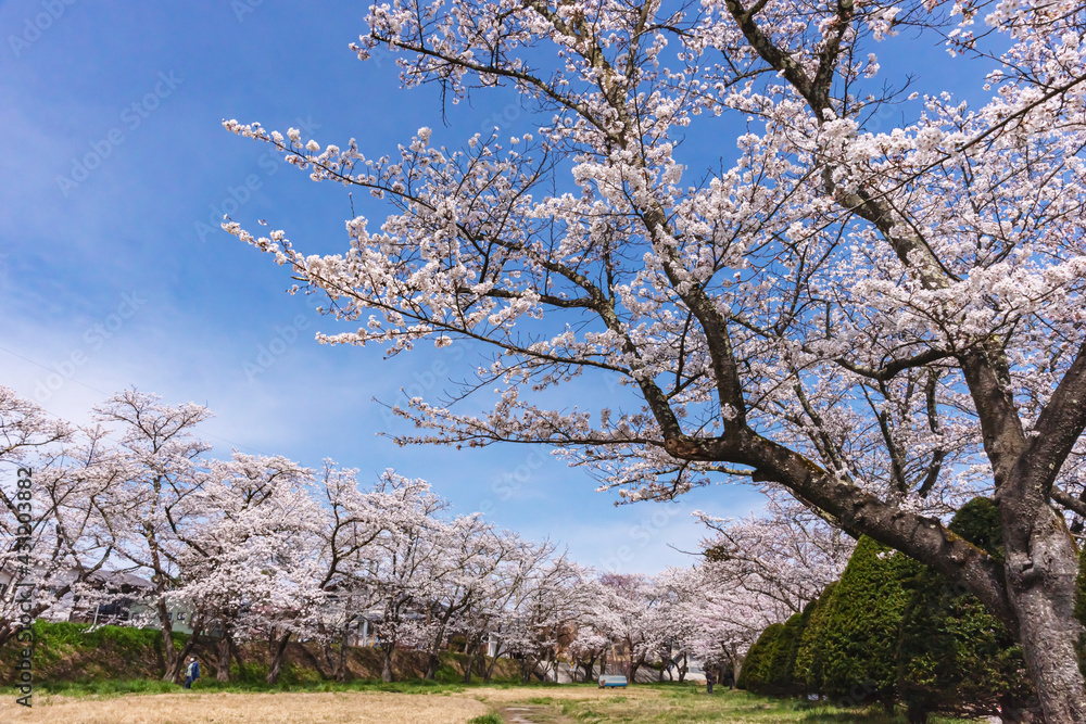 210406宮川緑地公園桜Z256
