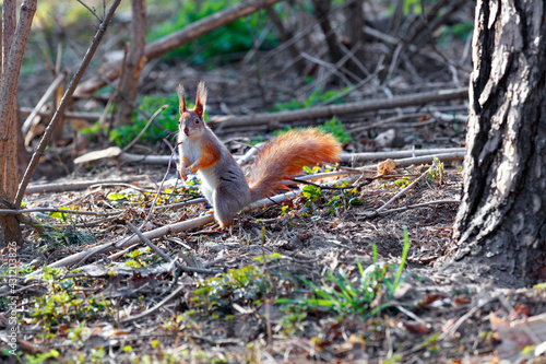 The forest squirrel stands on its hind legs, illuminated by the spring sunbeams. © Sergii
