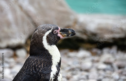 Humboldt penguin by rock pool