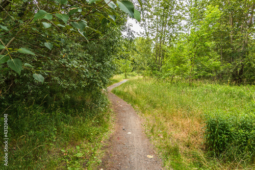 A footpath between the trees in spring. Deciduous trees and bushes along the way. Tall grass in the wild. Hiking trail through flat land. Green leaves and green grasses in a forest landscape photo