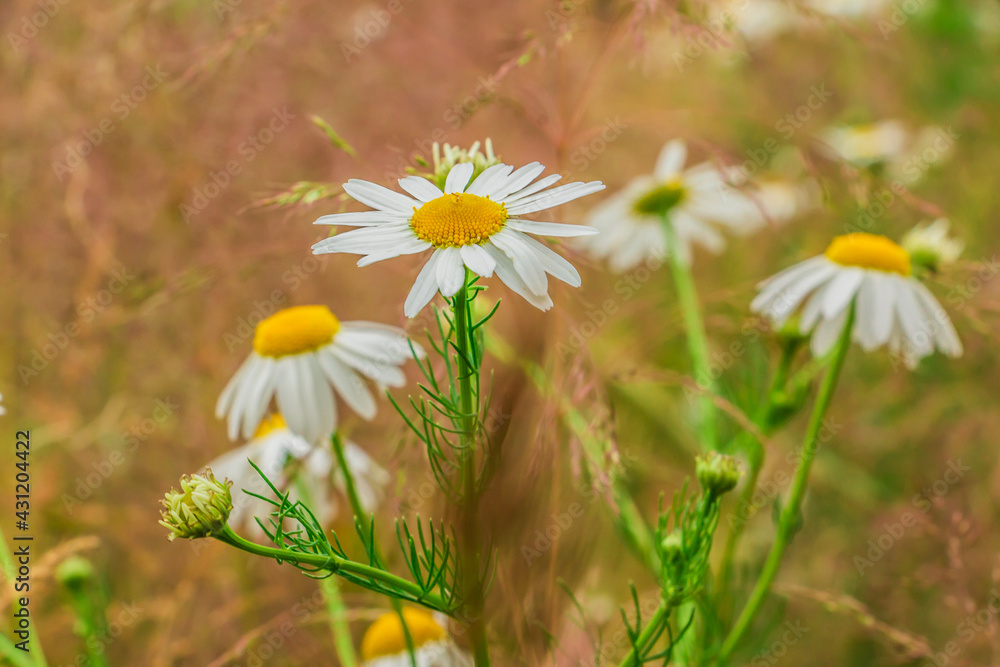 several arable chamomile in flower in grassland. Wildflowers in a field with white petals and yellow pistils with bee pollen. Flower stems and green grass in a landscape. several arable chamomile in flower in grassland. Wildflowers in a field with white petals and yellow pistils with bee pollen. Flower stems and green grass in a landscape.
