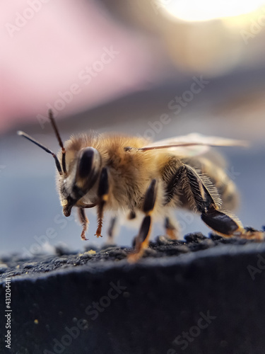 bee on the ground