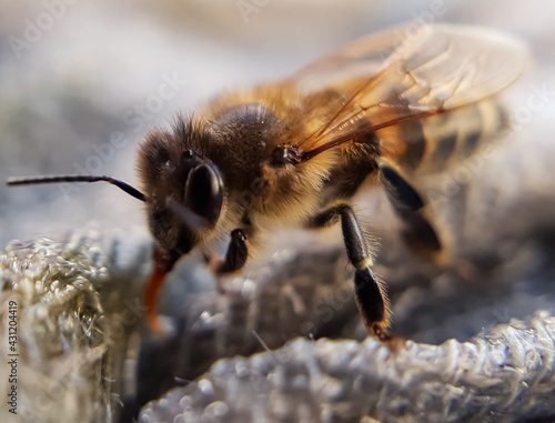 close up of bee on flower