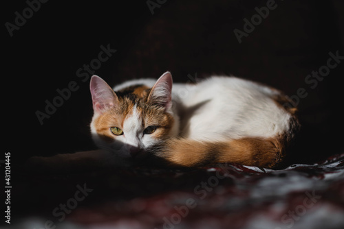 portrait of a cat © Александр Сачук