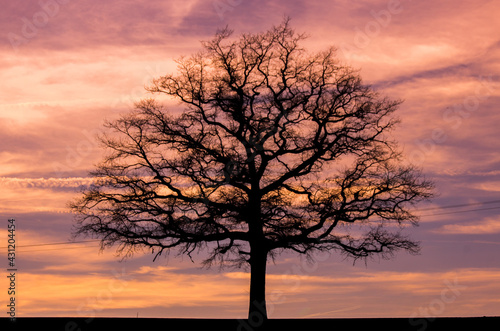 silhouette d'arbre devant un coucher de soleil