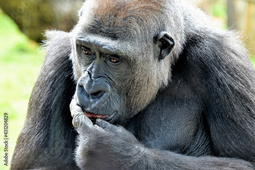 Lowland Gorilla deep in thought © Nikki