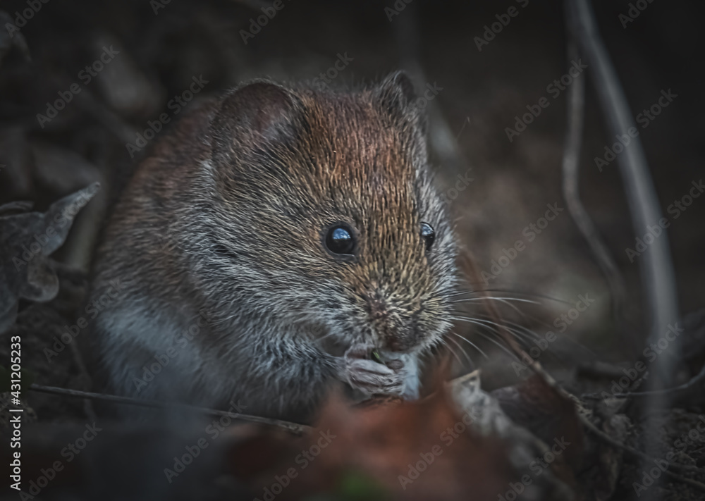 Fressende Maus im Wald