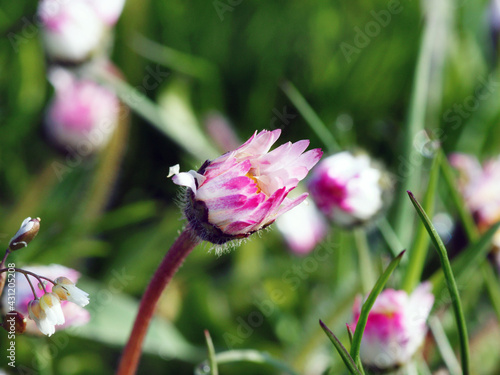 gänseblümchen im Morgentau
