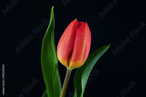 rote tulpe