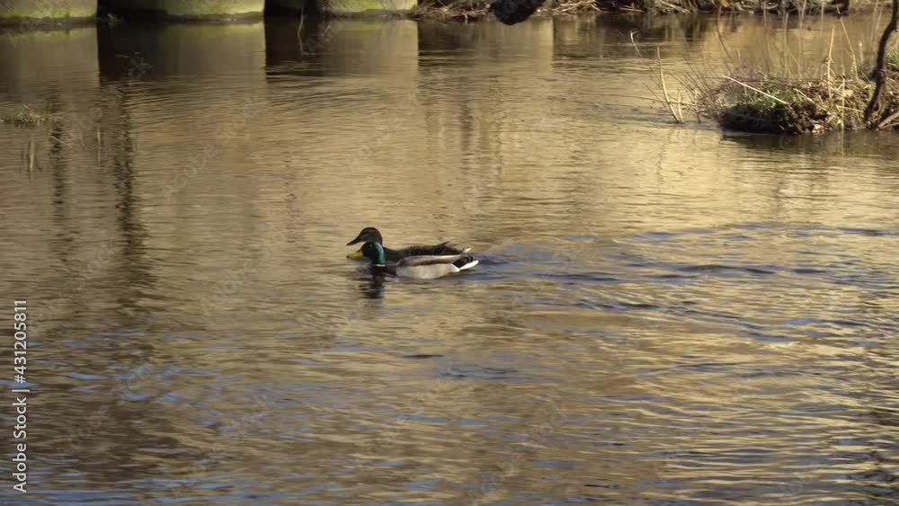 Pair of the wild ducks floating in a river water stream. Wild nature landscape in the spring season on a sunny day with a waterfowl couple called mallards (Latin name: Anas platyrhynchos). Pair of the wild ducks floating in a river water stream. Wild nature landscape in the spring season on a sunny day with a waterfowl couple called mallards (Latin name: Anas platyrhynchos).
