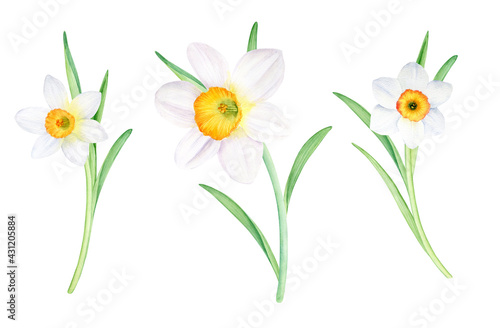 Watercolor white daffodils  isolated on white background. Hand painted spring narcissus flowers, botanical illustration for cards, invitations, print design