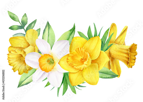Fotografie, Tablou Watercolor daffodils arrangement isolated on white background