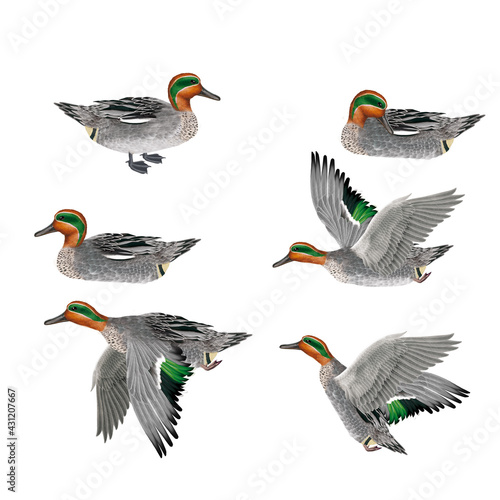 sarcelle d'hiver, mâle ,   colonie, étang, chasse, mouvement, en nage, en vol, sauvage, migrateur, , animal, nature, faune, oiseau, canard, eau, blanc, vert, bec, parc, lac,  photo