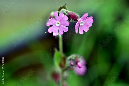 Blüten einer Lichtnelke im Frühjahr