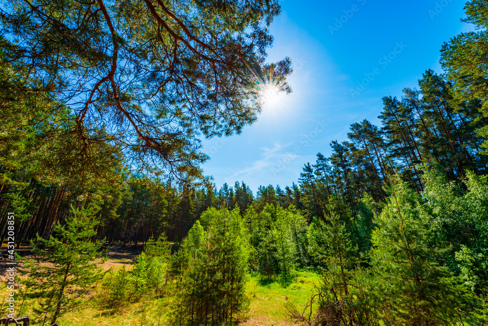 The sun shines over the forest through the crowns of pines. Beautiful nature. Sun rays. Clear blue sky. Russia, Europe. The sun shines over the forest through the crowns of pines. Beautiful nature. Sun rays. Clear blue sky. Russia, Europe.