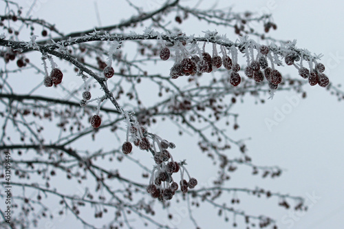 Amazing winter scenes from a snow and ice storm