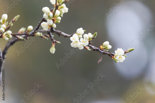 Branch with the flowers of a domestic plum